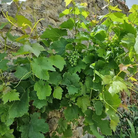 بيت للعطل Charming, French Village House, Renovated In 2025, Available Tonight ! *