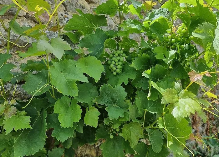 Hébergement de vacances Charming, French Village House, Renovated In 2025, Available Tonight ! *